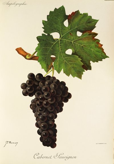 Uva Cabernet Sauvignon da Jules Troncy