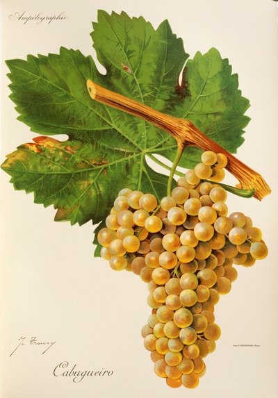 Uva Cabugueiro da Jules Troncy