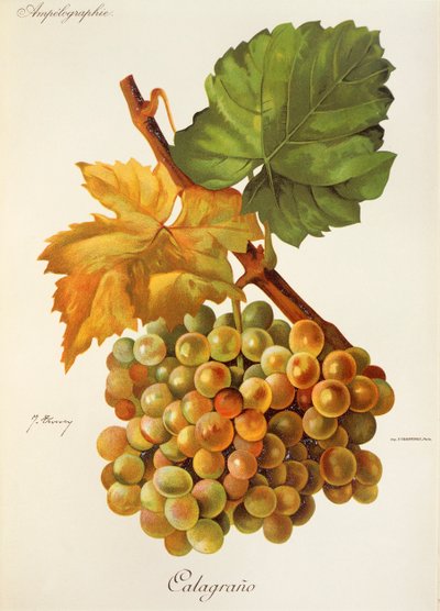 Uva Calagrano da Jules Troncy