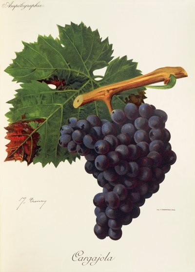 Uva Cargajola da Jules Troncy