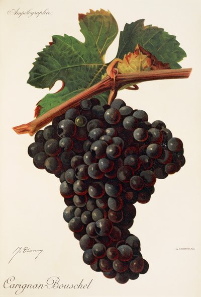 Uva Carigna-Bouschet da Jules Troncy
