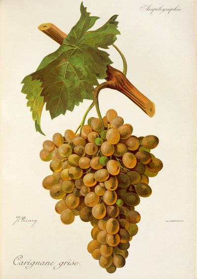 Uva Carignane Grise da Jules Troncy