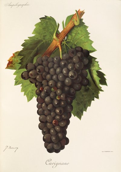 Uva Carignane da Jules Troncy