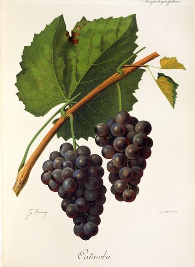 Uva Catawba di J. Troncy da Jules Troncy