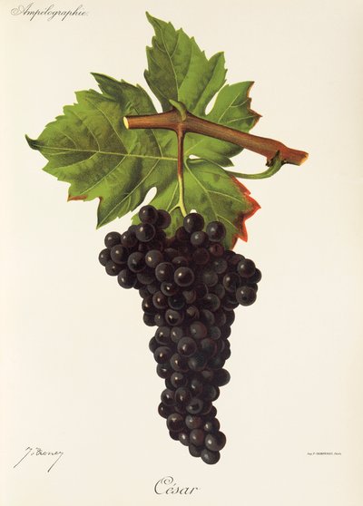 Uva Cesar da Jules Troncy