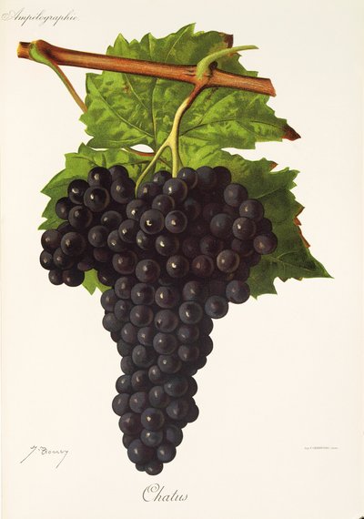 Uva Chatus da Jules Troncy