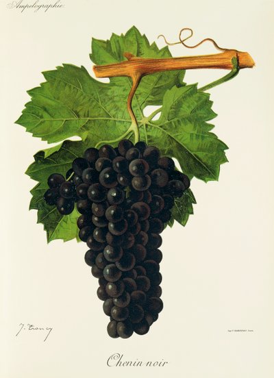 Uva Chenin Noir da Jules Troncy