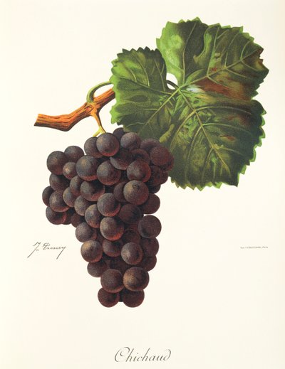 Uva Chichaud da Jules Troncy