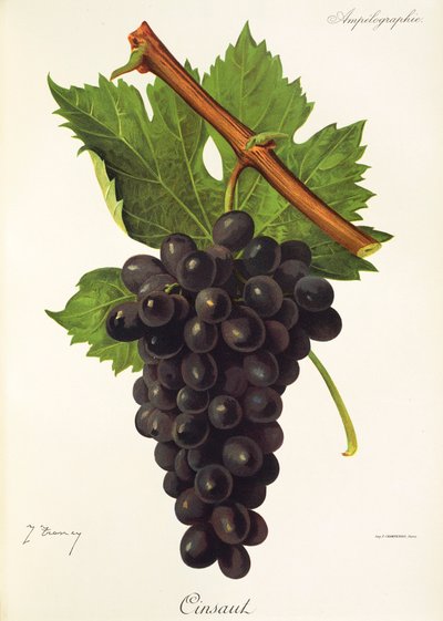 Uva Cinsaut da Jules Troncy
