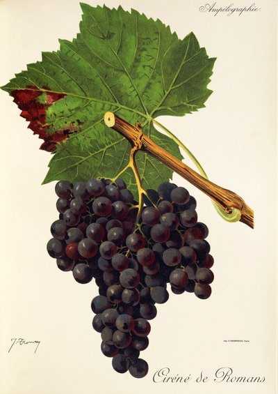 Uva Cirene de Romans da Jules Troncy