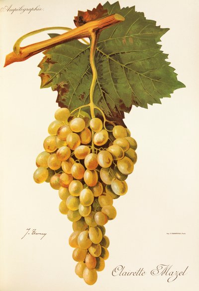 Uva Clairette Mazel da Jules Troncy