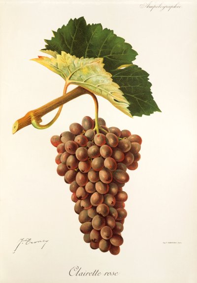 Uva Clairette Rose da Jules Troncy