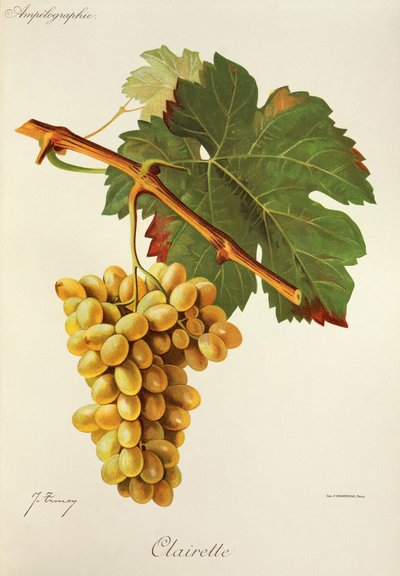 Clairette da Jules Troncy