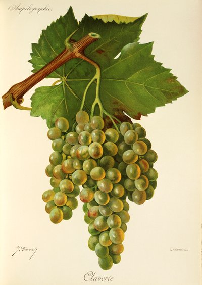 Uva Claverie da Jules Troncy
