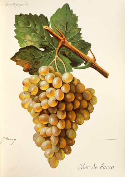 Uva Coer de Bacco da Jules Troncy