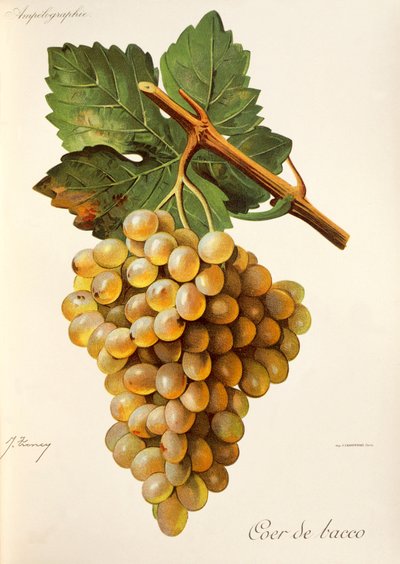 Uva Coer de Bacco, da Traite General de Viticulture. Ampelographie da Jules Troncy