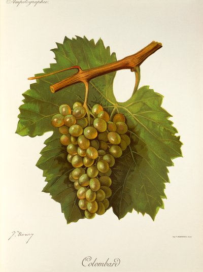 Uva Colombard da Jules Troncy