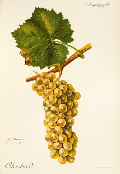 Colombaud da Jules Troncy