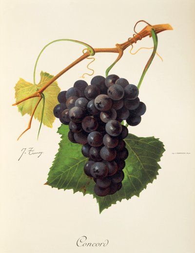 Uva Concord da Jules Troncy