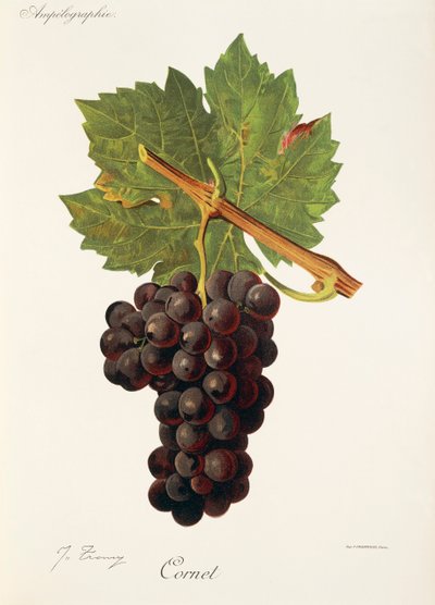 Uva Cornet da Jules Troncy