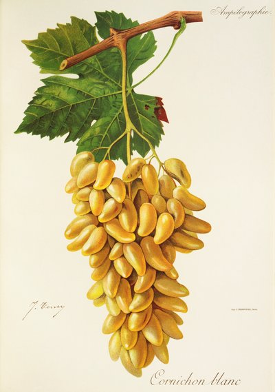 Uva Cornichon Blanc da Jules Troncy