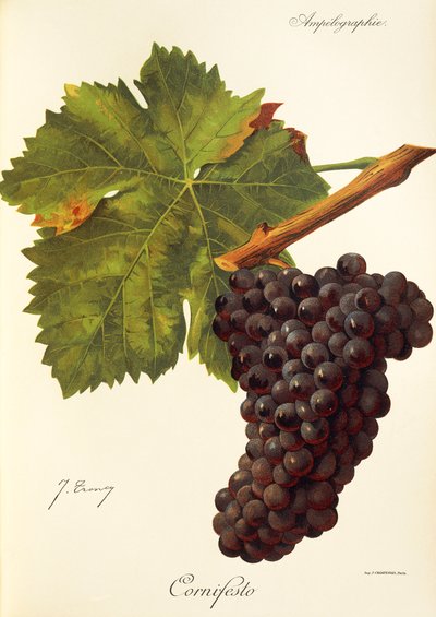 Uva Cornifesto da Jules Troncy