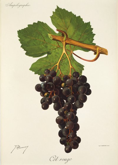 Uva Cot Rouge di J. Troncy da Jules Troncy