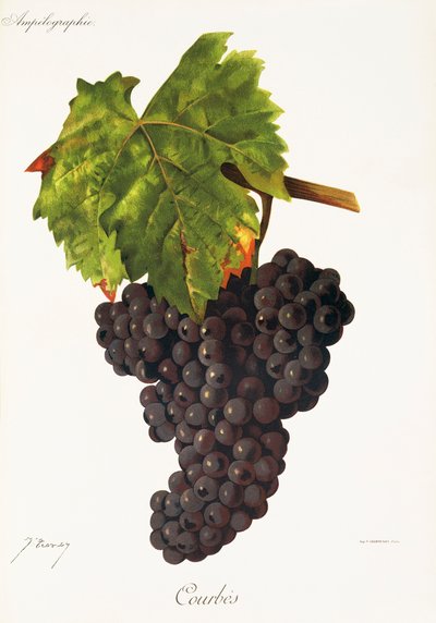 Uva Courbes di J. Troncy da Jules Troncy