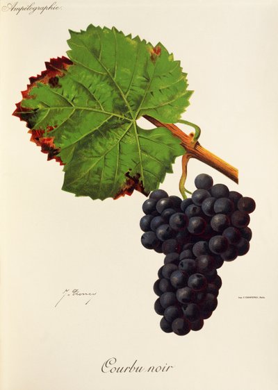 Uva Courbu Noir da Jules Troncy