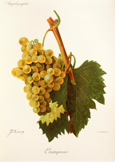 Uva Cramposie da Jules Troncy