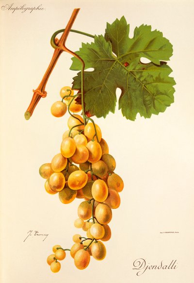 Uva Djendalli da Jules Troncy