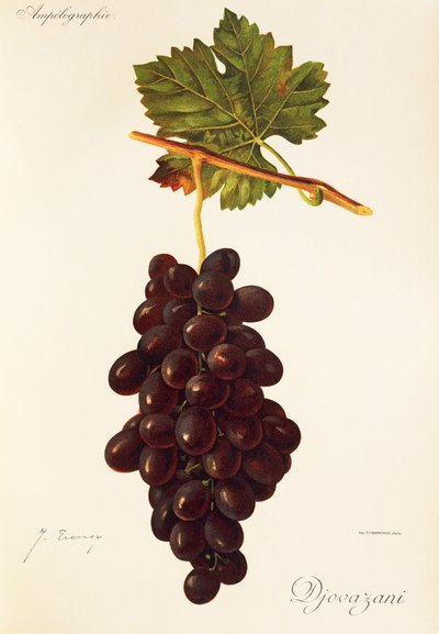 Uva Djovazani da Jules Troncy