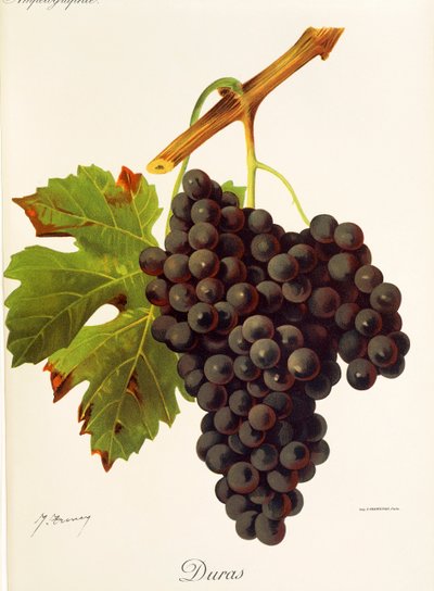 Uva Duras da Jules Troncy