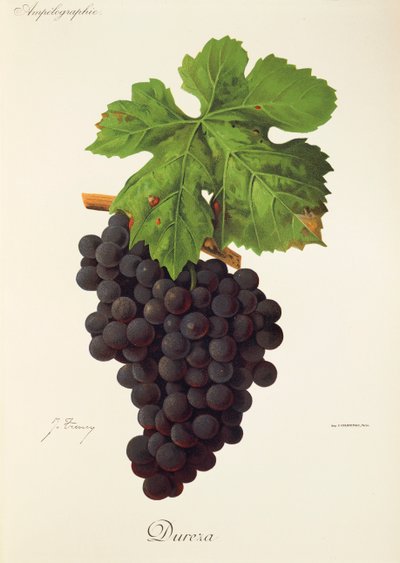 Uva Dureza da Jules Troncy