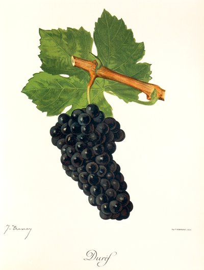 Uva Durif da Jules Troncy