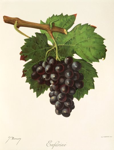Uva Enfarine