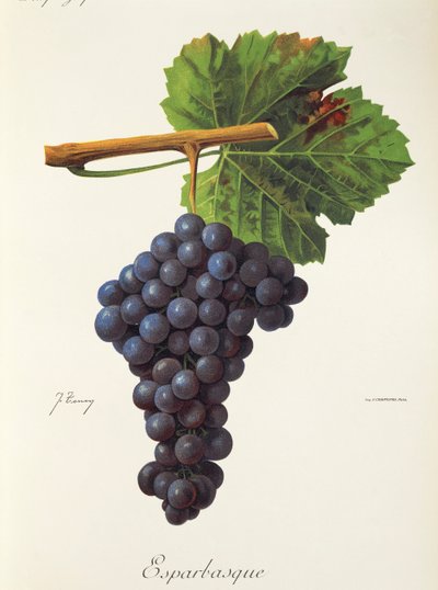 Uva Esparbasque di J. Troncy da Jules Troncy