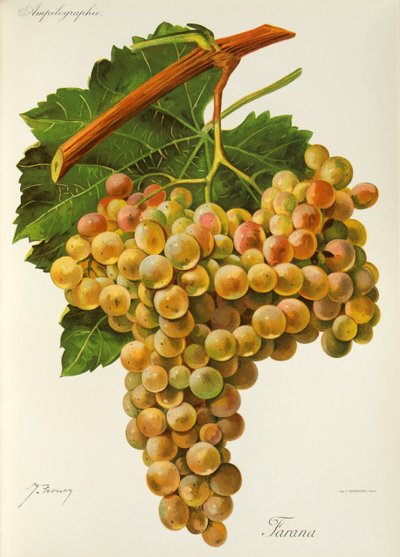 Uva Farana da Jules Troncy