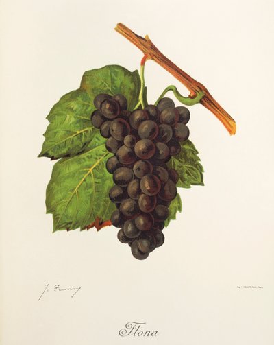Uva Flona da Jules Troncy