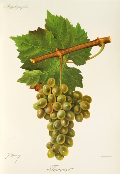 Uva Francois Premier da Jules Troncy