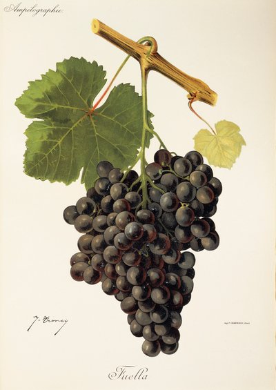 Uva Fuella di J. Troncy da Jules Troncy