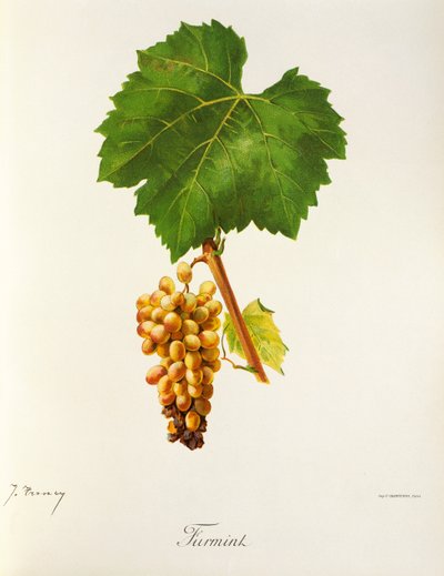 Uva Furmint di J. Troncy da Jules Troncy