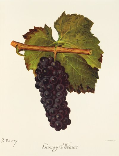 Uva Gamay Freaux da Jules Troncy