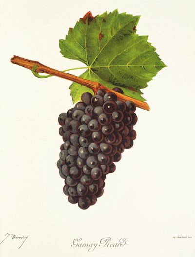 Uva Gamay Picard di J. Troncy da Jules Troncy