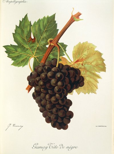 Uva Gamay Tete de Negre da Jules Troncy