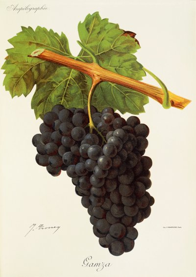 Uva Gamza di J. Troncy da Jules Troncy