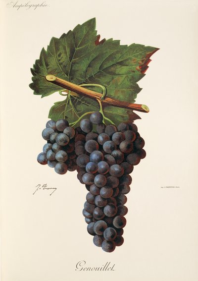 Uva Genouillet da Jules Troncy