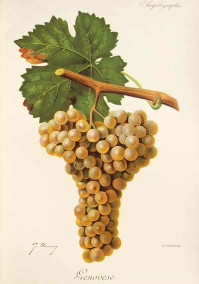 Uva Genovese da Jules Troncy