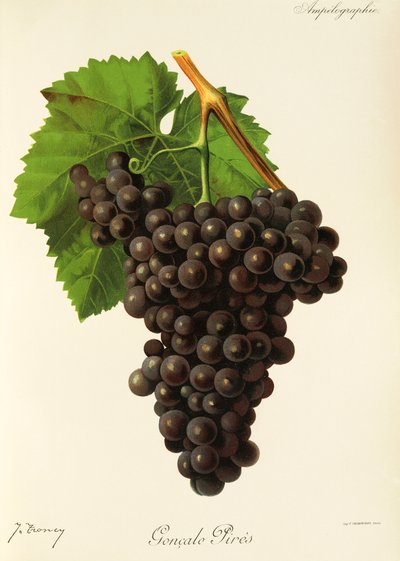 Uva Goncalo Pires di J. Troncy da Jules Troncy