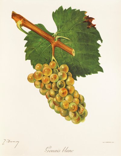 Gouais Blanc da Jules Troncy